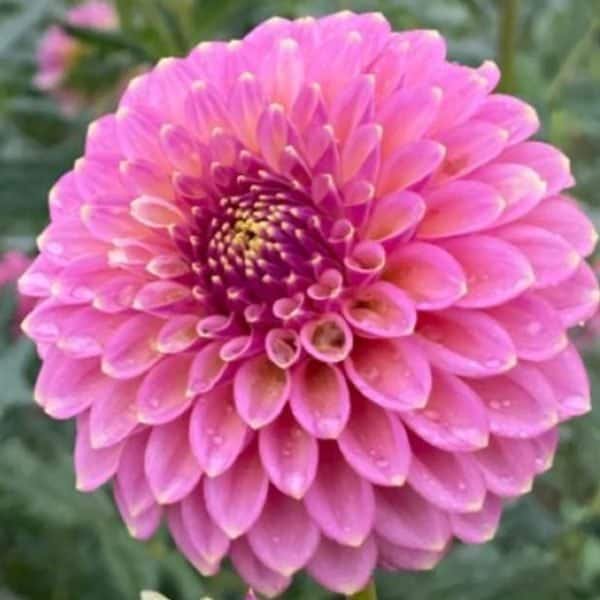 Skipley Spot of Gold Dahlia - Dynomite Farm - Santa Cruz, California