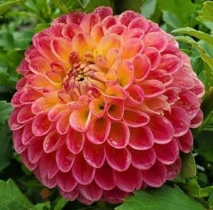 Snoho Doris - Dynomite Farm - Santa Cruz, California