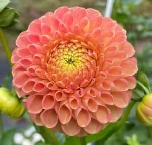 Snoho Doris - Dynomite Farm - Santa Cruz, California