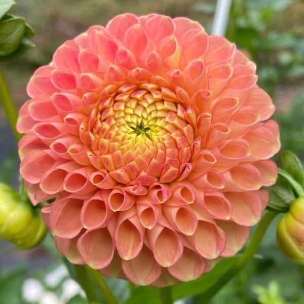 Snoho Doris - Dynomite Farm - Santa Cruz, California