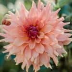 Terracotta Dahlia - Dynomite Farm - Santa Cruz, California