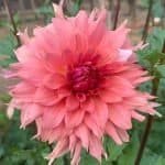 Terracotta Dahlia - Dynomite Farm - Santa Cruz, California