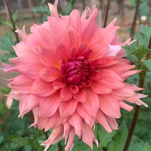 Terracotta Dahlia - Dynomite Farm - Santa Cruz, California