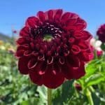 Ty Royal Dahlia - Dynomite Farm - Santa Cruz, California