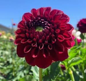 Ty Royal Dahlia - Dynomite Farm - Santa Cruz, California