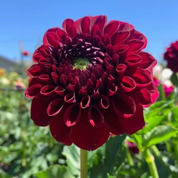 Ty Royal Dahlia - Dynomite Farm - Santa Cruz, California