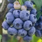 Blueberries - Dynomite Farm - Santa Cruz, California