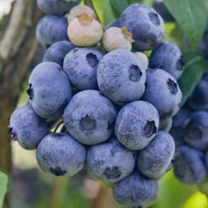 Blueberries - Dynomite Farm - Santa Cruz, California
