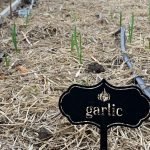 Garlic - Dynomite Farm - Santa Cruz, California