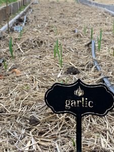 Garlic - Dynomite Farm - Santa Cruz, California