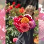 Bouquet of dahlias at Dynomite Farm U-Cut Flowers