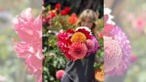 Bouquet of dahlias at Dynomite Farm U-Cut Flowers